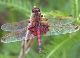 Calico Pennant
